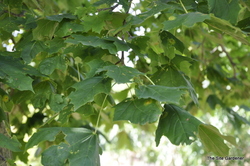 Acer platanoides 'Emerald Queen' — photo 3